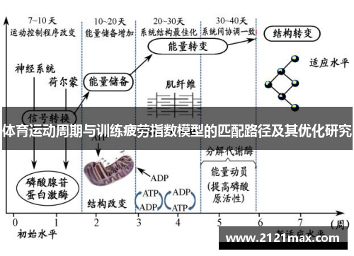 体育运动周期与训练疲劳指数模型的匹配路径及其优化研究